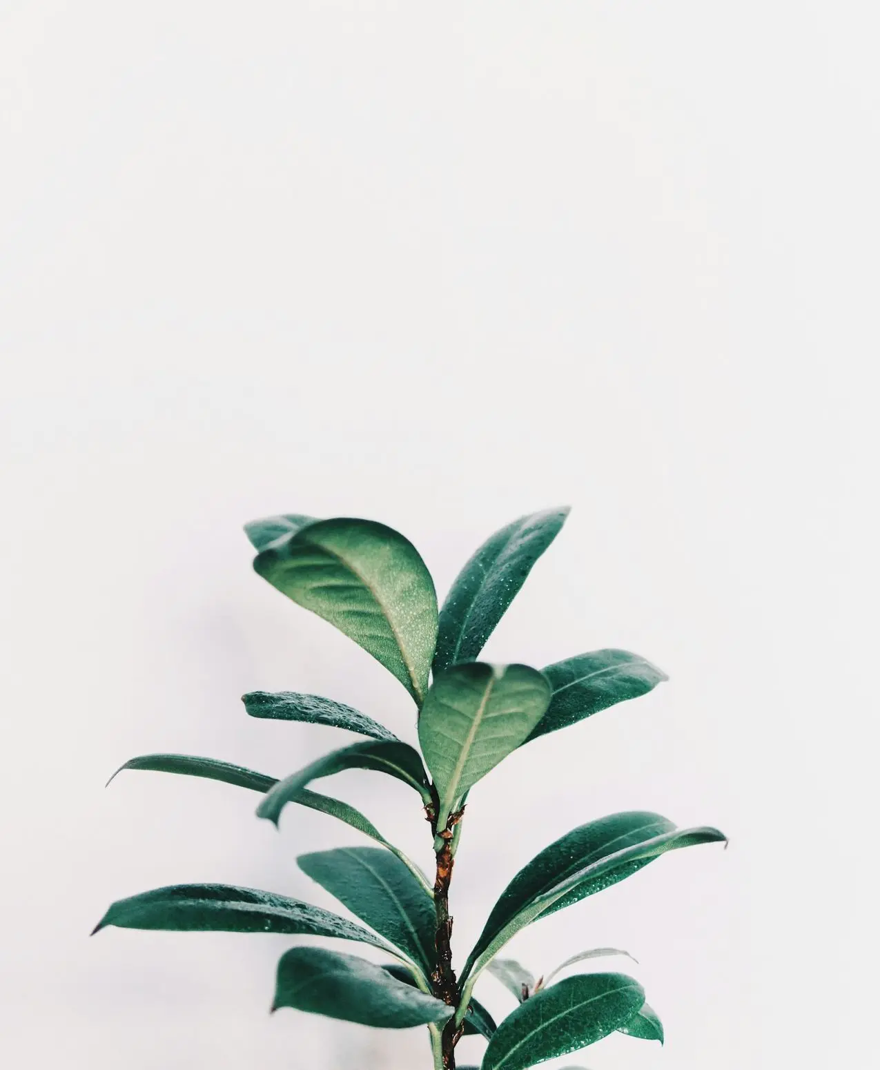 green leafed plant closeup photo